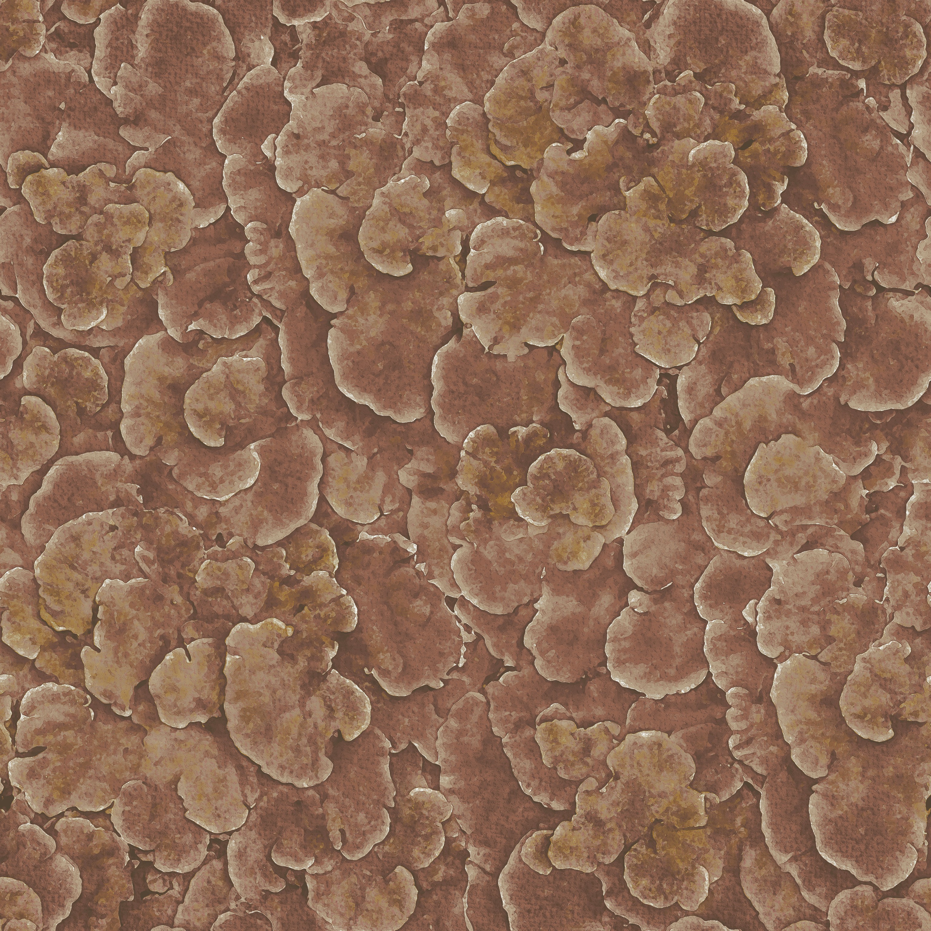 Corals rosy